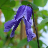 Clematis integrifolia Kiana Clematis integrifolia Kiana