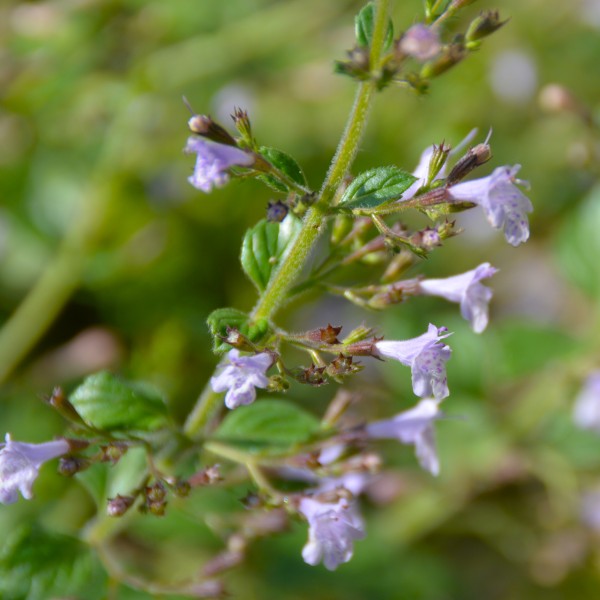 Calamintha nepeta (1)