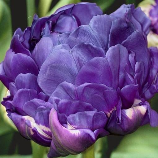 Tulpe Doppelt Blau - Tulipa double 15 Stk.
