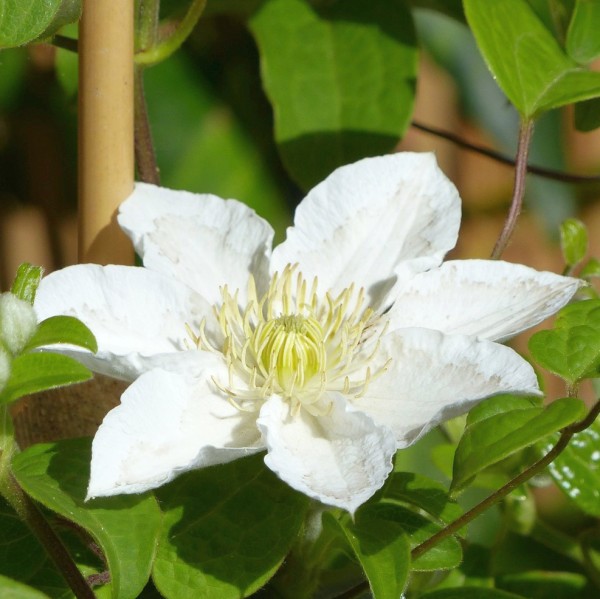 Clematis-Apollonia-Bluete