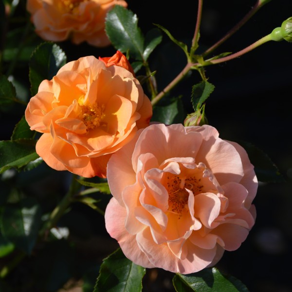 Amber Flower Carpet (1)