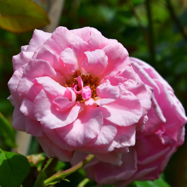 Pink Dream (1)