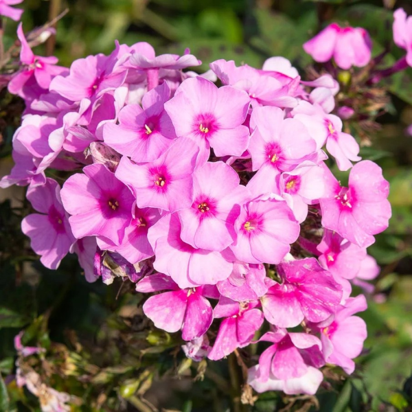 Phlox Eva