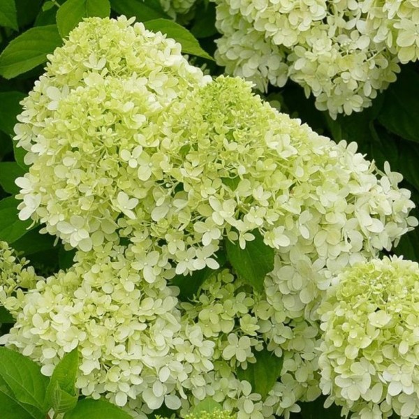 hydrangea-paniculata-limelight--r-rispen-hortensie (5)