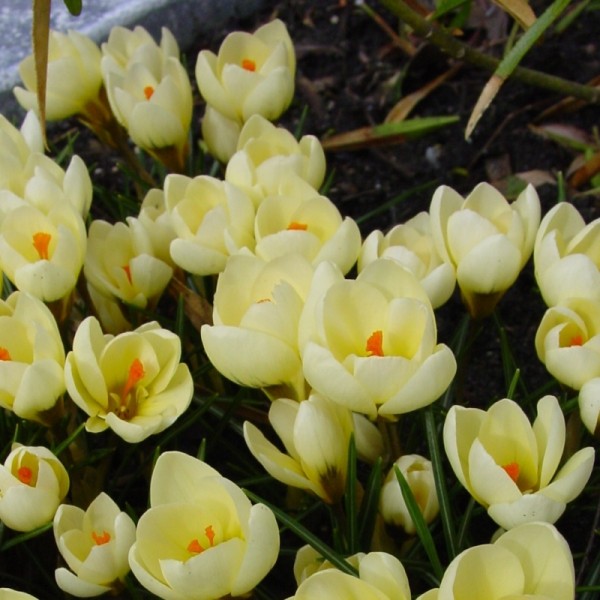 crocus cream-beauty (2)