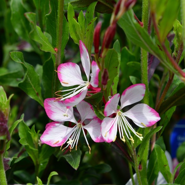 Gaura lindheimeri Rosy Jane (2)