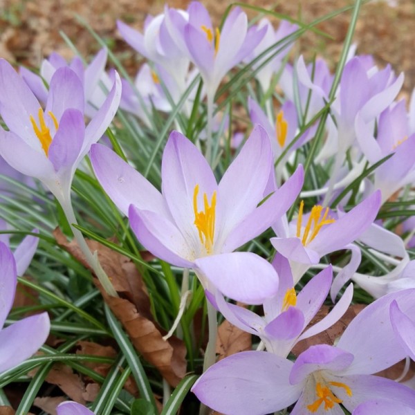 Crocus tommasinianus 20 Stk (2)