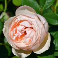 Wollerton old hall (6) Wollerton old hall (6)