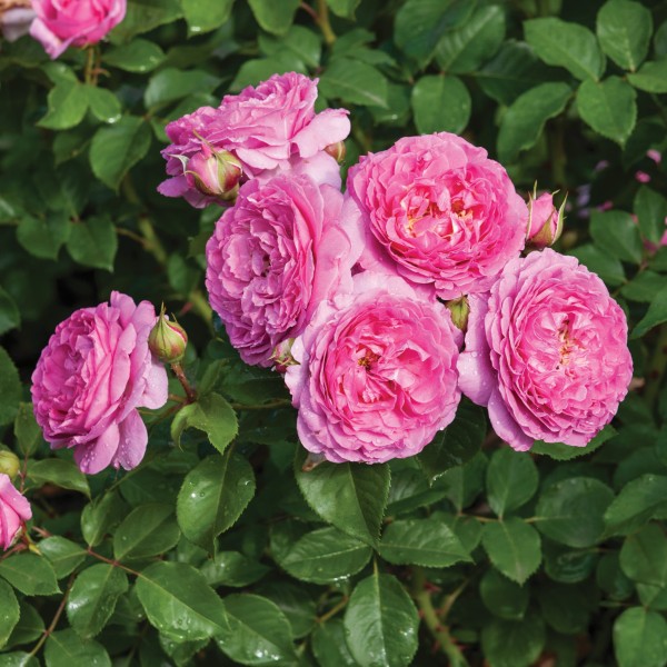 Rosa 'Renée van Wegberg'™ - Bozmilefra 1