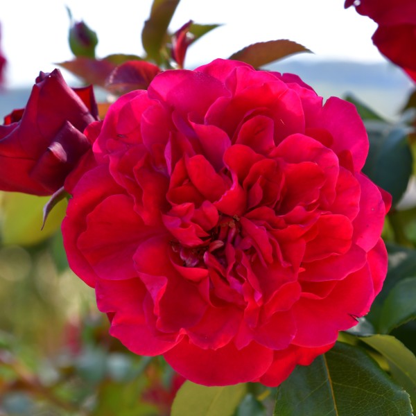 rouge meilove (2)