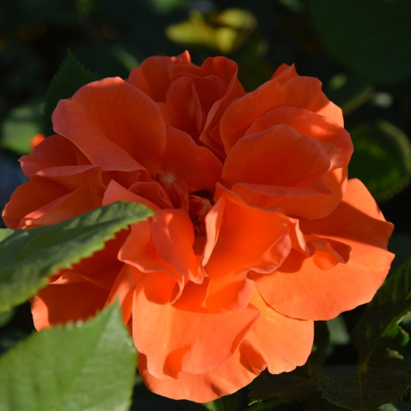 Orange Dawn (4)