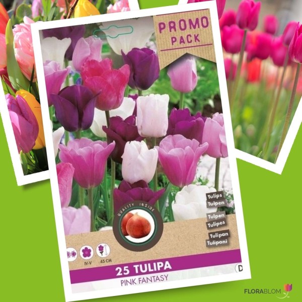 tulpe-pink-fantasy