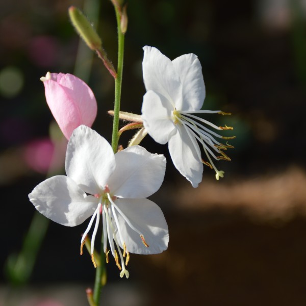 Gaura lindheimeri 'Geyser White'