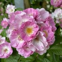 Vorschau: Apple Blossom Vorschau: Apple Blossom