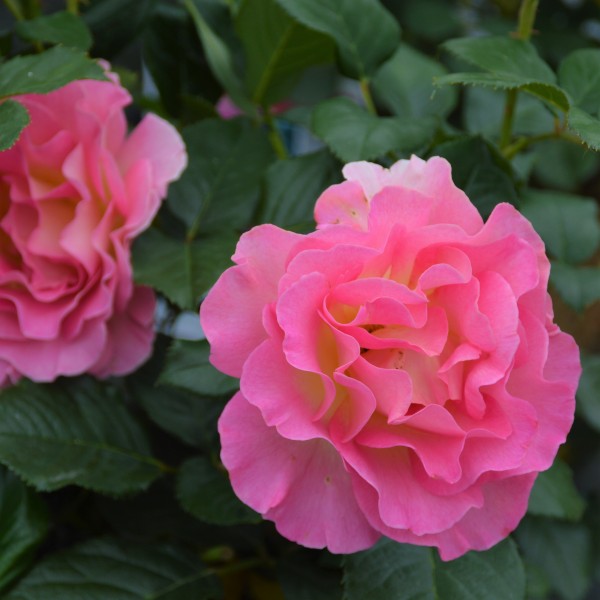 Pink Paradise (4)