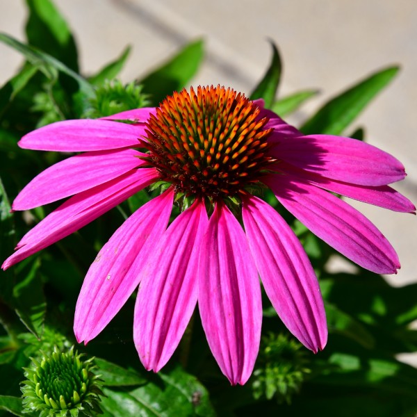 Echinacea purpurea Light Pink Pearl (2)