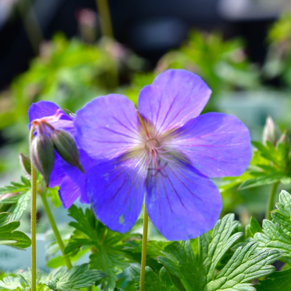 Geranium pratense Johnson's Blue (2)