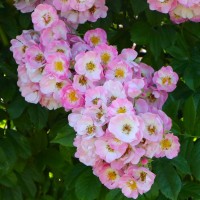 Vorschau: Apple Blossom Vorschau: Apple Blossom