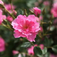 Scarman 12001 Chaz Baz (8) Scarman 12001 Chaz Baz (8)