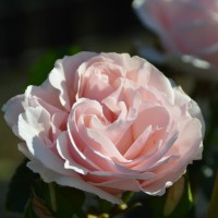 Ann Pat Ewen Ann Pat Ewen