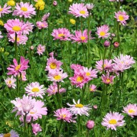 Tanacetum coccineum 'Robinsons Rosa' 4 Tanacetum coccineum 'Robinsons Rosa' 4