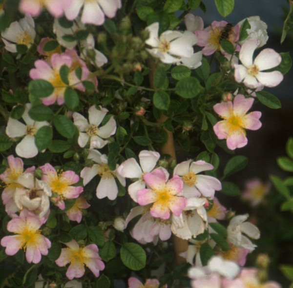 Arabellas Rambler Image105_korr2