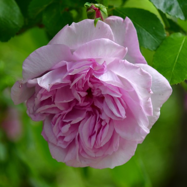 May Queen (1)