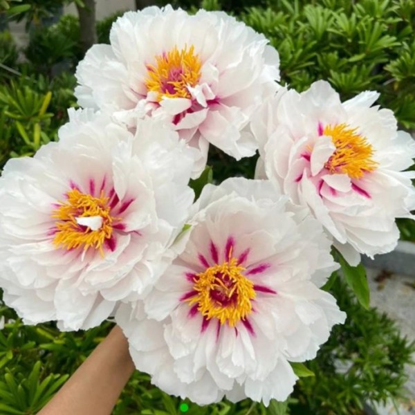 Paeonia suffruticosa Yue Gong Zhu Guang