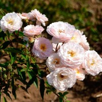 Rose Villa Fidelia_Noisette Rosen_1 Rose Villa Fidelia_Noisette Rosen_1