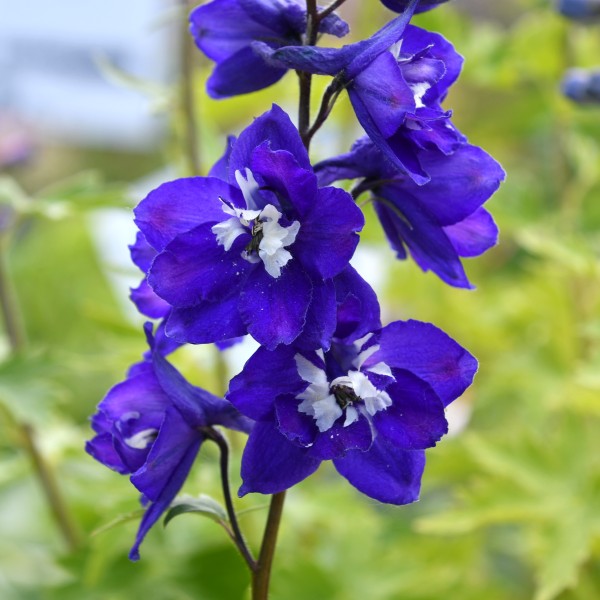 Delphinium `Magic F´dunkelblau Biene