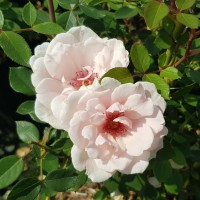 20200722_150854 20200722_150854