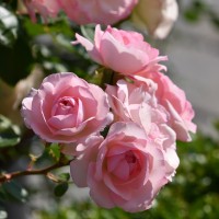 Mini Eden (3) Mini Eden (3)