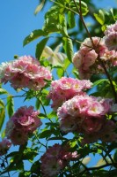 Vorschau: 18005__1 Vorschau: 18005__1