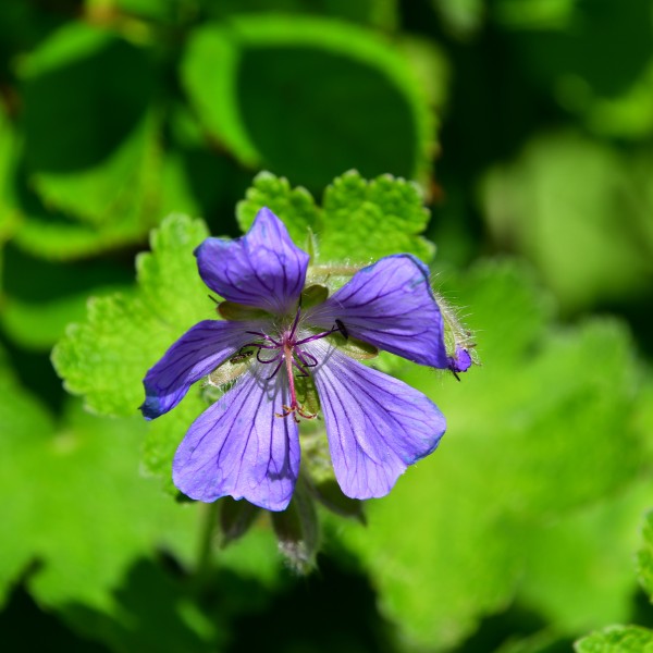 Geranium renardii Philippe Vapelle