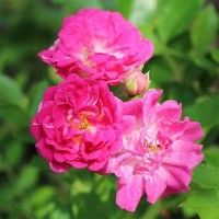 Super Excelsa Super Excelsa