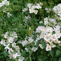 Lucy´s Rose_kleinstrauchrosen_1 Lucy´s Rose_kleinstrauchrosen_1