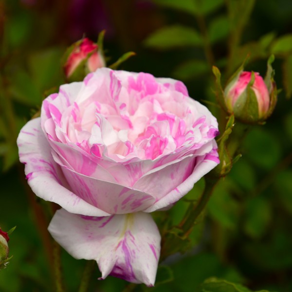 Belle des Jardins (1)
