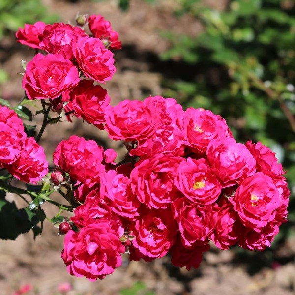 Gartenfreude