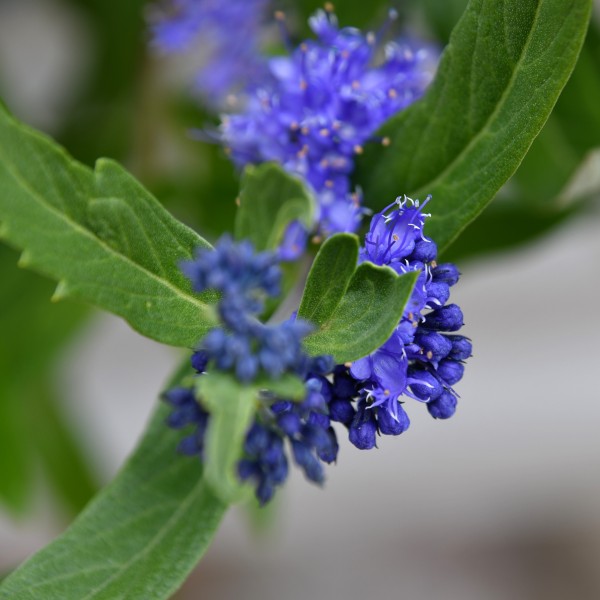 Caryopteris clandonensis 'Kew Blue'