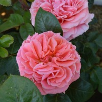 Amour de Molene Amour de Molene