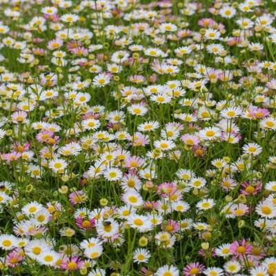 Эригерон Карвинского Erigeron karvinskianus