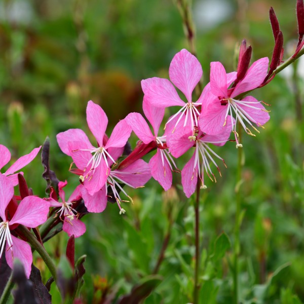 Gaura Gersey Pink (1)