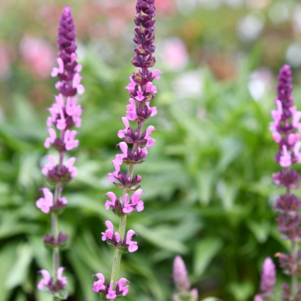 Salvia nemorosa Sensation Deep Rose (2)