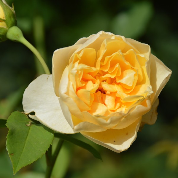 Golden Fleece (1)