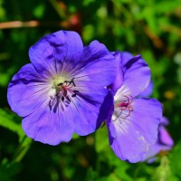 Geranium Rozanne (1) Geranium Rozanne (1)