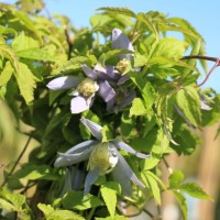 C-Alpina 3 C-Alpina 3