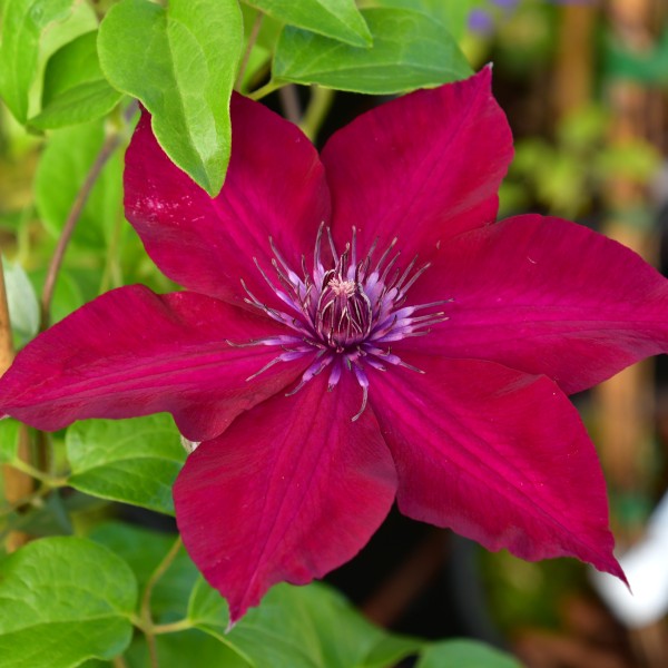 Clematis hyb. ´Nubia Evipo079`
