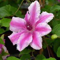 Clematis hyb. Carnaby Clematis hyb. Carnaby