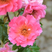 Pink Frilly Knickers Pink Frilly Knickers