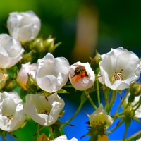 Ettenbühler Glöckchen Ettenbühler Glöckchen